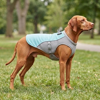 Gilet rafraichissant chien Setter irlandais dans un parc avec son gilet rafraichissant gris et vert