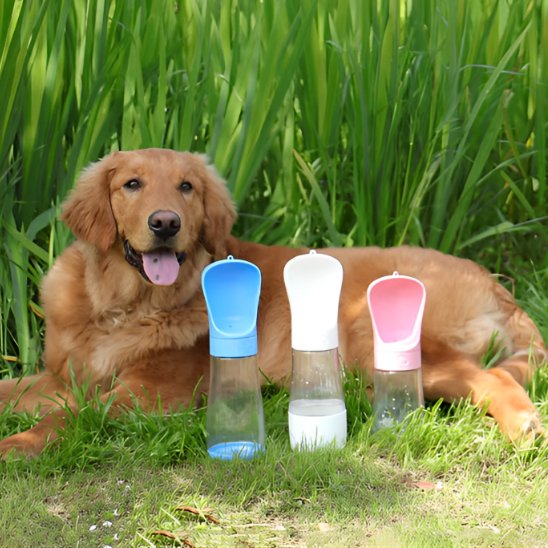 Gourde chien  golden retriver avec les bouteille rose,blanche et bleu dans un parc 