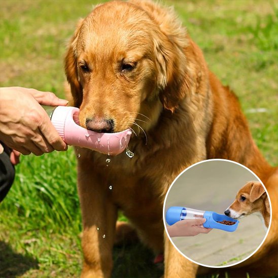 Gourde chien  golden retriver s'abreuvant avec sa gourde blanche dans un parc