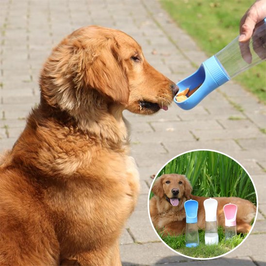 Gourde chien  golden retriver s'abreuvant avec sa gourde bleu dans un parc