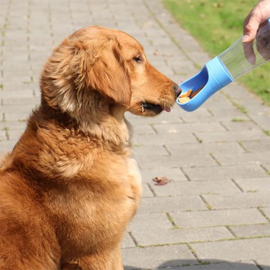Gourde chien golden retriver s'abreuvant avec sa gourde bleu dans un parc