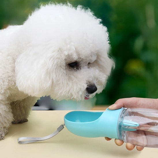 Gourde pour chien bichon entrain de boire dans la gamelle bleu incorporer