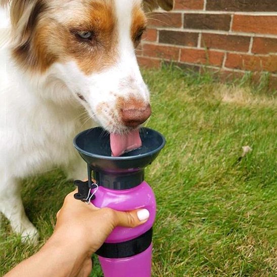 Gourde pour chien​ chien buvant avec la gourde rose
