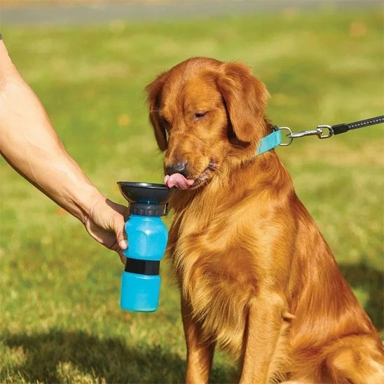 Gourde pour chien​ golden retriver s'abreuvant avec la gourde bleu dans un parc