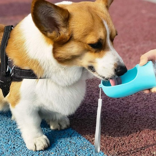 Gourde pour chien gorky buvant dans sa gourde  bleu