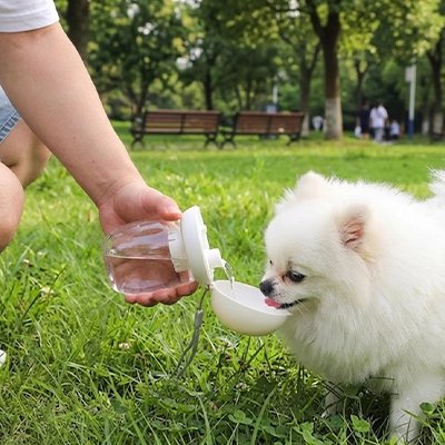 Gourde pour Chien pomenarien buvant avec sa gourde dans un parc