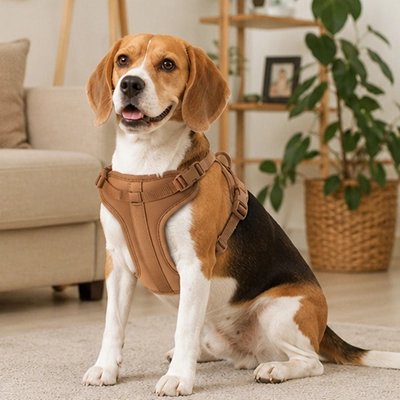 Harnais chien beagle assis avec son beau harnais marron
