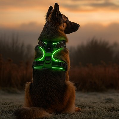 Harnais chien berger allemand assis dans un parc avec son arnais vert allumer