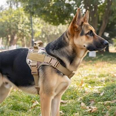 Harnais chien berger allemand avec son harnais camouflage