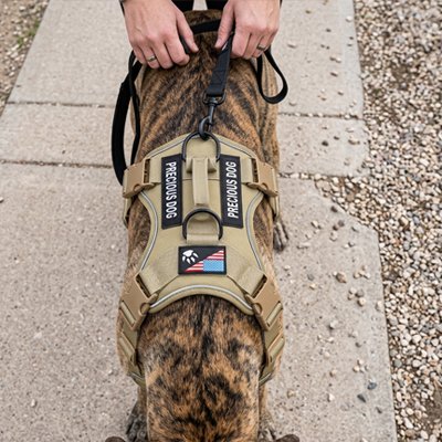 Harnais chien  démonstration de la poignée et de l'attache harnais jaune