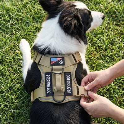 Harnais chien démonstration de l'ajustement au niveau du dos