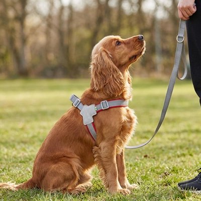 Harnais chien goden retriver assis avec son harnais gris/rouge