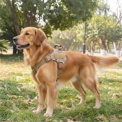Harnais chien golden retriever en promenade avec son harnais tan