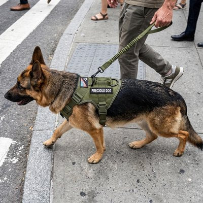 Harnais chien grand chien berger allemand en promenade avec son maitre