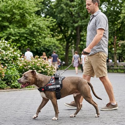 Harnais chien homme en promenade avec son pitbulls