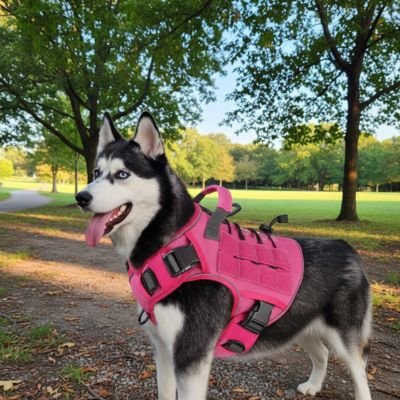 Harnais chien husky au prac avec son harnais rose