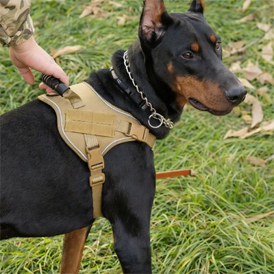 Harnais chien rottweiler attendant sa promenade avec son harnais tan