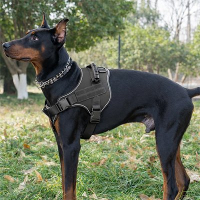 Harnais chien rottweiler portant fièrement son harnais en promenade