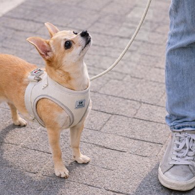 Harnais chiot chiwawa blond attendant d'aller en promenade avec son harnais beige