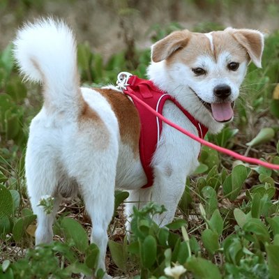 Harnais chiot chiwawa blond dans l'herbe avec son harnais rouge