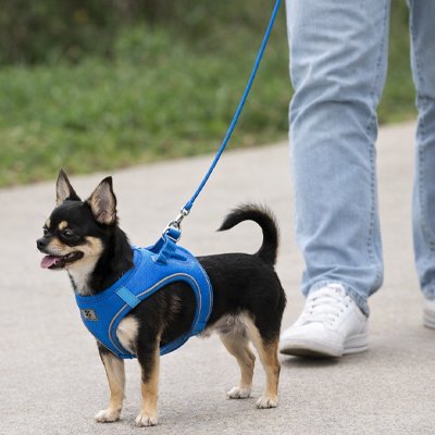 Harnais chiot chiwawa noir et brun avec son harnais bleu