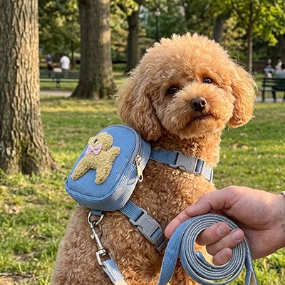 Harnais pour chien  caniche au parc avec son sac a dos bleu