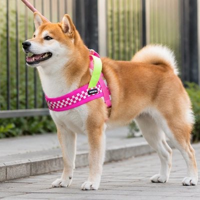 Harnais pour Chien malamut avec son harnais rose en balade
