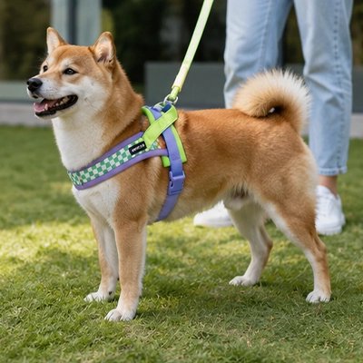Harnais pour Chien malamut en promenade dan un parc avec son jolie harnais coloré