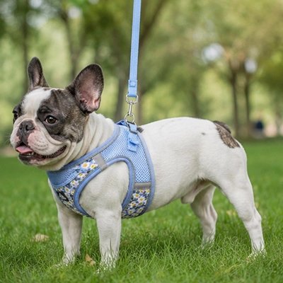 Harnais pour Chien pog dans un parc avec son harnais bleu