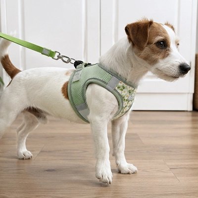 Harnais pour Chien terrier attendant sa promenade avec son harnais vert