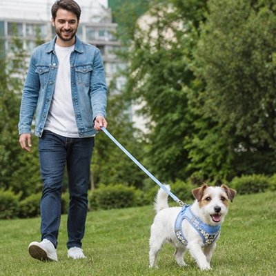 Harnais pour Chien terrier en promenade avec son maitre dans un parc