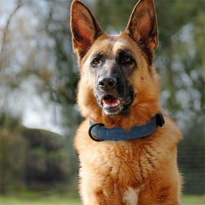 Collier chien | Résistant et Confortable