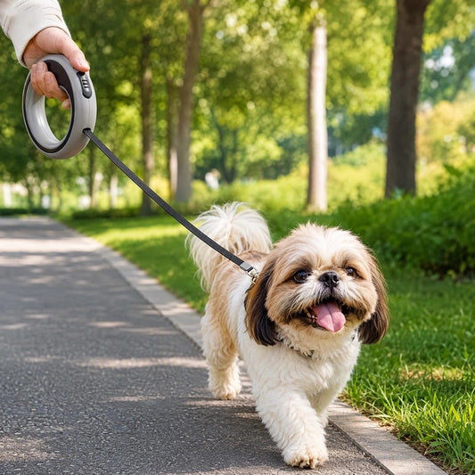 Laisse Chien shih tzu en promenade dans un parc avec la laisse grise