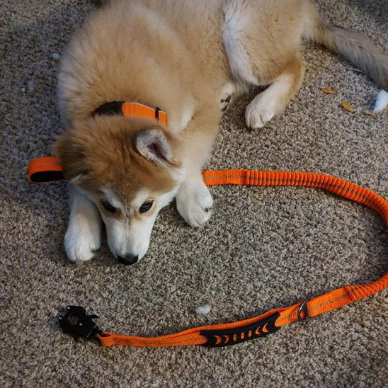 Laisse pour chien avec mousqueton degagement rapide