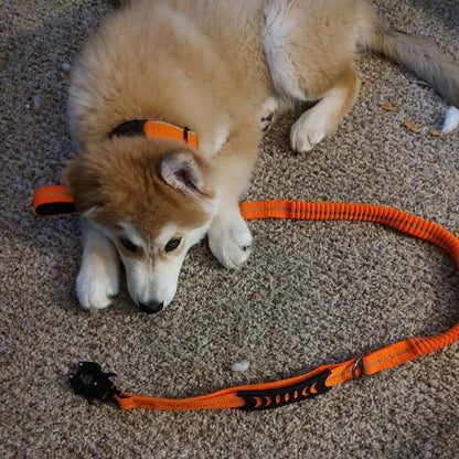 Laisse pour chien avec mousqueton degagement rapide