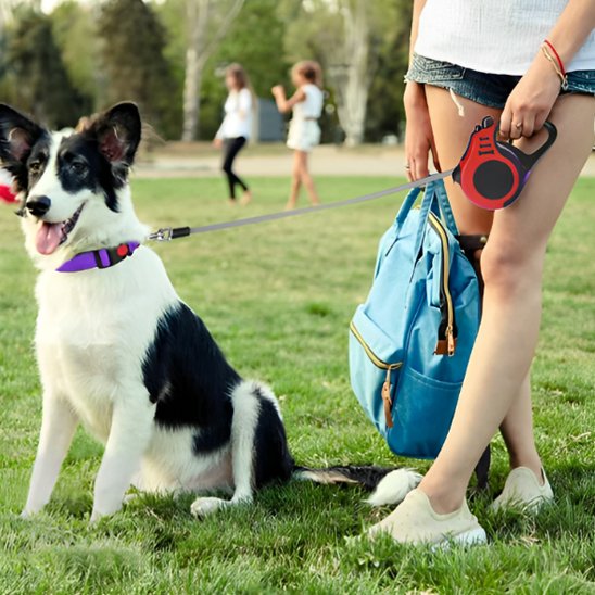 Laisse pour chien chien border colley avec laisse rouge retractable