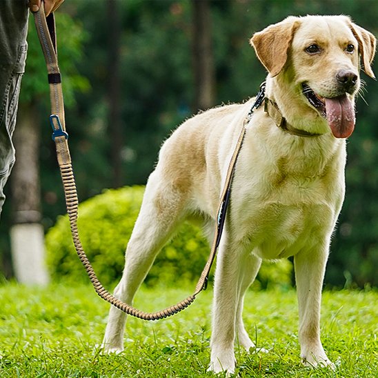 Laisse pour chien concue poue grand chien