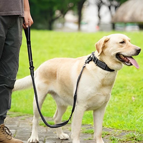Laisse pour chien elastique taticque facilitant la marche