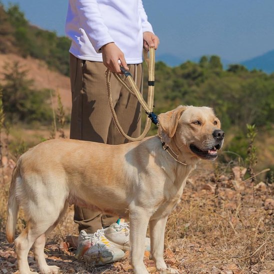 Laisse pour chien fesant aussi office de ceinture de securiter