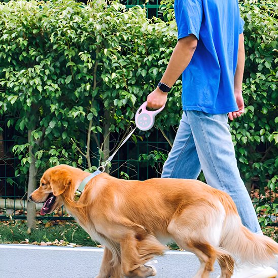 Laisse pour chien golden retriver en promenade avec son maitre