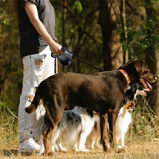 Laisse pour chien grand labrador en promenade
