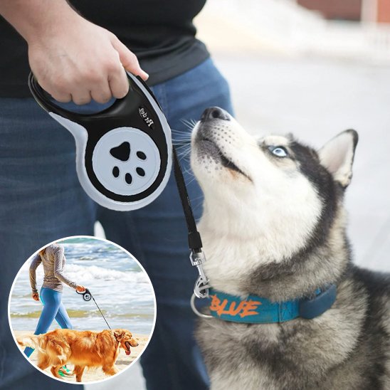 Laisse pour chien husky en laisse et demonstration de la couleur de la laisse grise