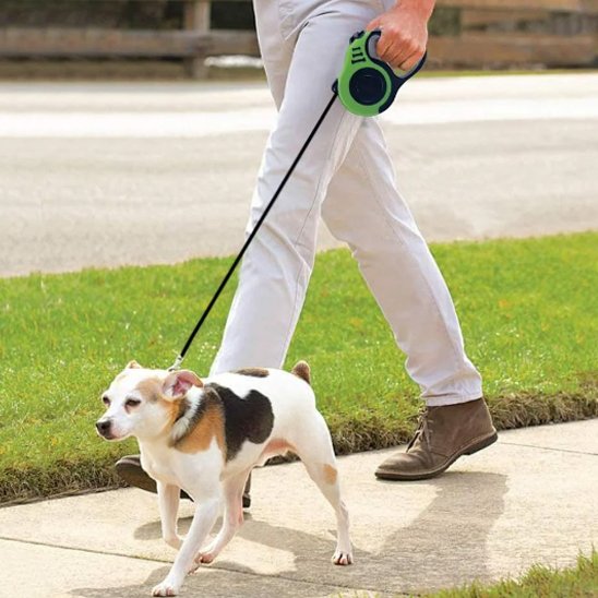 Laisse pour chien se promenant avec sa laisse verte