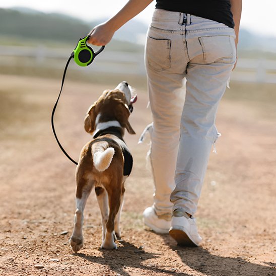 Laisse pour chien un maitre et son chien se promenant