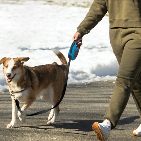 Laisse pour chien une personne se promena avec son chien laisse bleu