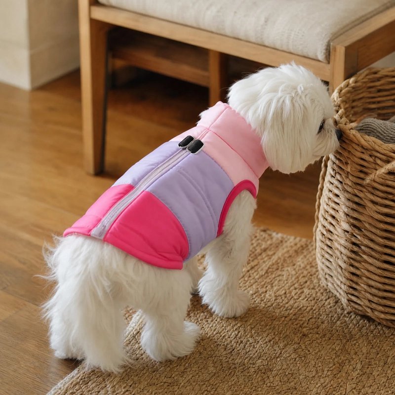 Manteau Chien bichon assis devant la porte interieur pour sa promenade avec son manteau mauve et rose