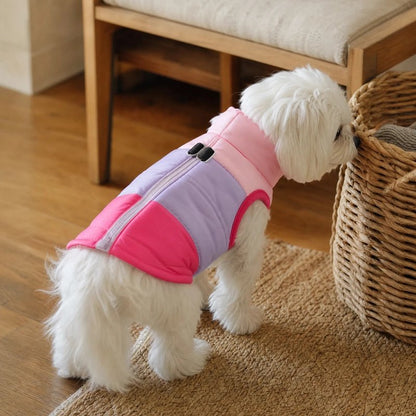 Manteau Chien bichon assis devant la porte interieur pour sa promenade avec son manteau mauve et rose