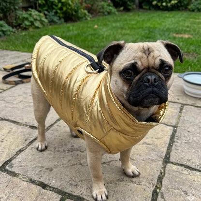 Manteau Chien pog avec son manteau doré sur un patio 