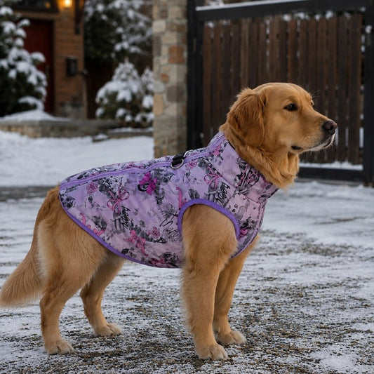 Manteau pour Chien golden retriver dsns sa cours recouverte de neige portant son manteau violet et blanc