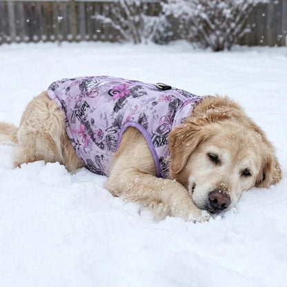 Manteau pour Chien labrador blond coucher dans la neige avec son manteau violet et blanc